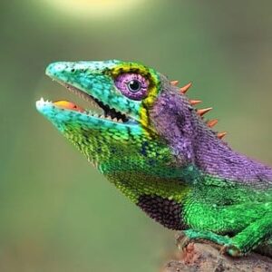 chameleon