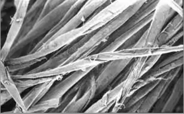 fibre de coton au microscope